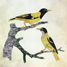 birds