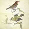 birds