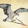 birds