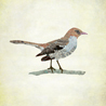 birds