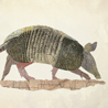 fauna