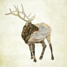 fauna