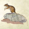 fauna