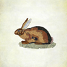 fauna